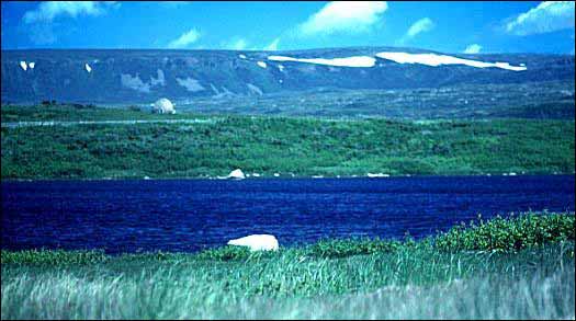 Snow Line and Forest Limit, Near Grand Bay, Southwestern Newfoundland Snow Line and Forest Limit, Near Grand Bay, Southwestern Newfoundland