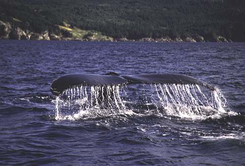 Whale Watching