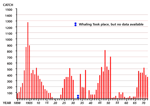 Newfoundland Whaling Catch: 1898-1972
