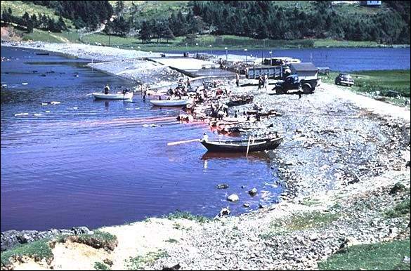 Traditional Drive, Pothead Whales, Chapel Arm, Trinity Bay, 1955