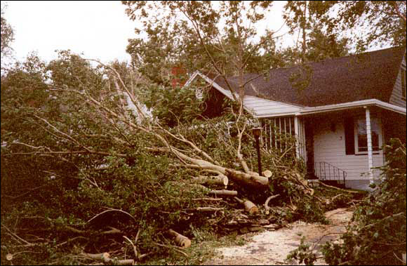 Wind Damage to Deciduous Trees, St. John's, NL, October 1992