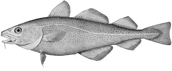 The Codfish