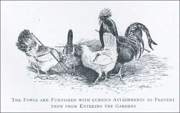 Hens and Roosters Hens and Roosters