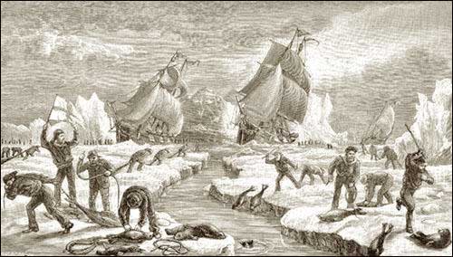 The Seal Hunt