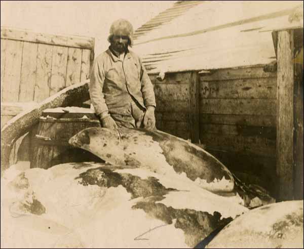 Harp Seal, 1909