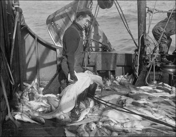 Codfish on the Grand Banks, 1949