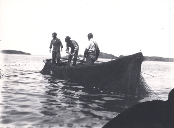 Hauling a Cod Trap, pre-1901