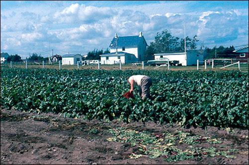 Crisby farmland, Eastport, 1985