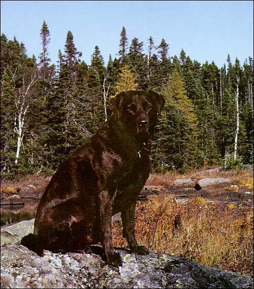 Brian Bursey's Labrador Retriever 'Triton'