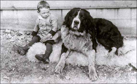 A young boy with a St. Bernard-Newfoundland dog