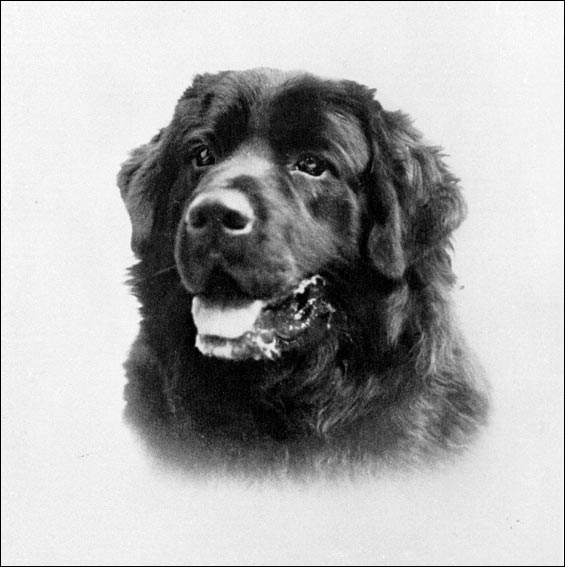 north newfoundland dog