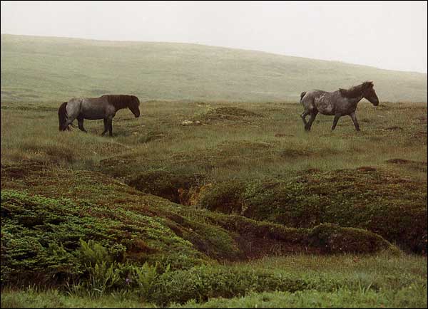 Newfoundland pony