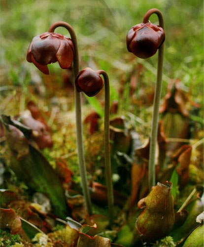 Pitcher Plant