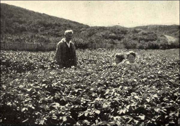 Potatoes Grown at St. Anthony, n.d.