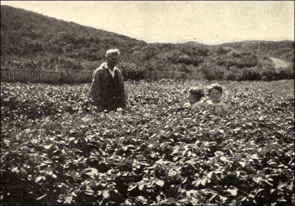 Potatoes Grown at St. Anthony, n.d. Potatoes Grown at St. Anthony, n.d.