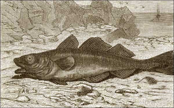 Codfish, ca. 1878