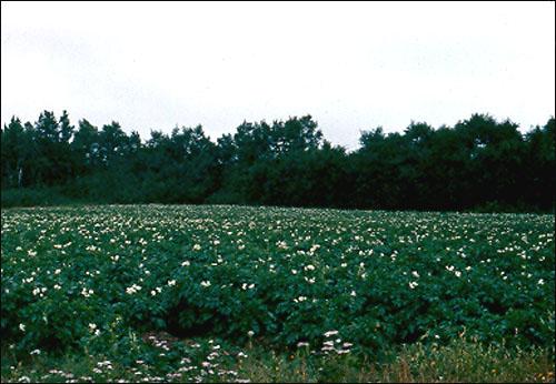Field of Potatoes, Sandringham, 1982