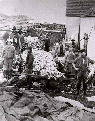 Stockpiling fish in Labrador Stockpiling fish in Labrador