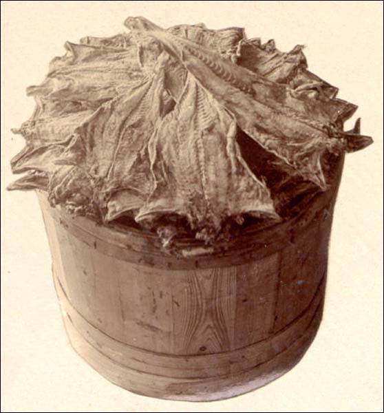 Salt Cod Packed in a Barrel, ca. 1905