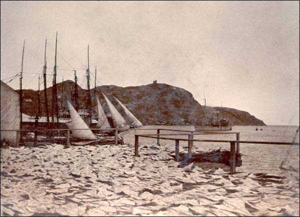 Séchage du poisson, St. John's, vers 1905